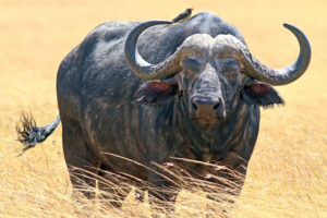 cape buffalo | kenya | ingenious travel