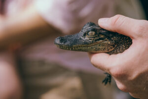 alligator | new orleans | ingenious travel