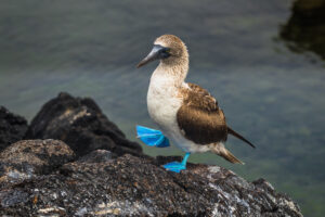 blue footed boobie | galapagos | ingenious travel