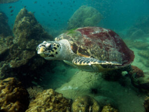 green sea turtles | galapagos | ecuador | ingenious travel