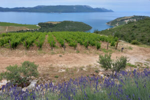 Croatia wine | ingenious travel