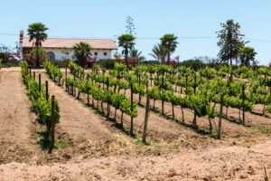  Irurtia vineyards in Carmelo, Uruguay