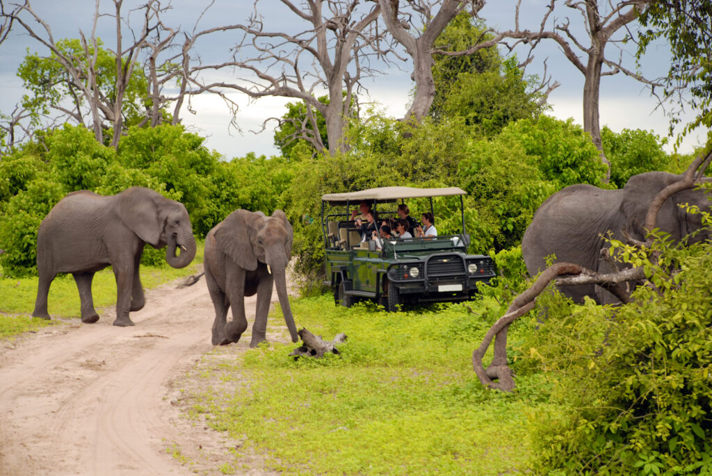 Botswana | Chobe | Safari | ingenious travel