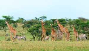 giraffes | kenya | ingenious travel