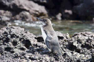 penguins | galapagos | ingenious travel