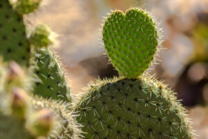 cactus | ecuador | ingenious travel