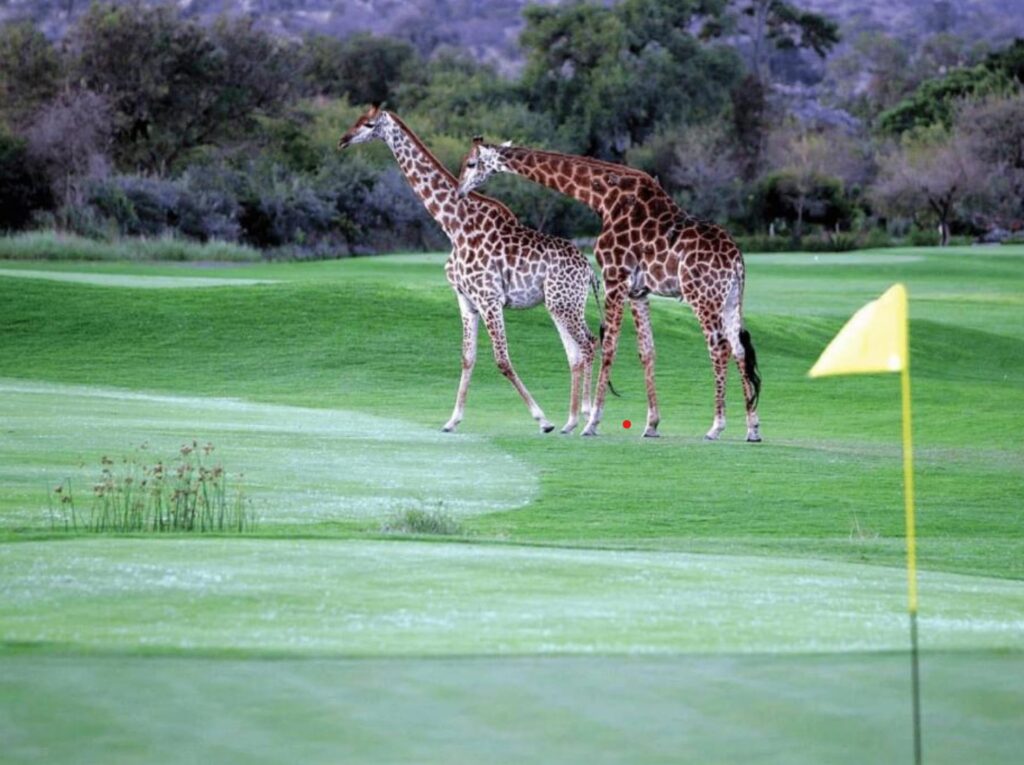 Off the beaten path golf courses | Leopard Creek | Golf Course | South Africa | Ingenious travel