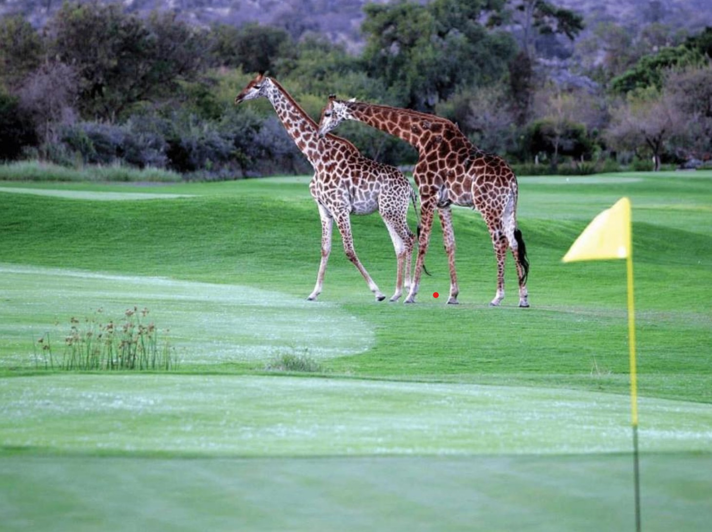 Off the beaten path golf courses | Leopard Creek | Golf Course | South Africa | Ingenious travel