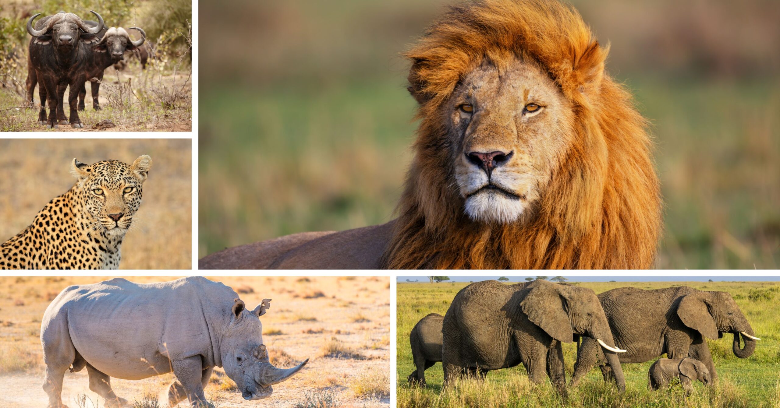 Safari | Big 5 | Africa | Ingenious Travel