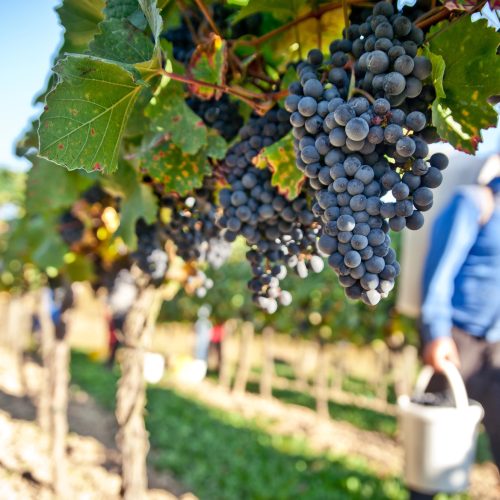 Depositphotos_7595891_L - harvest rc